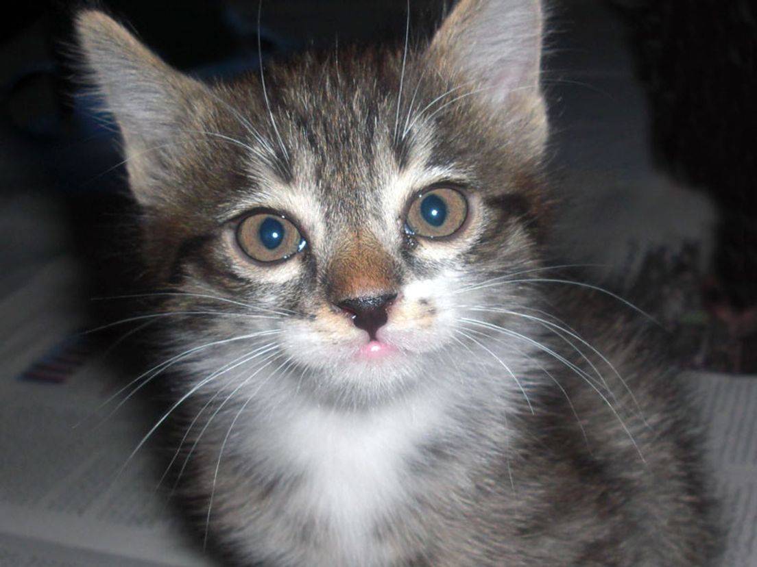 kitten bron: wiki
