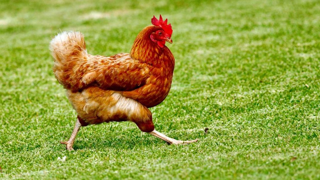 De kippen in de Gelderse Vallei worden voorlopig nog binnen gehouden.