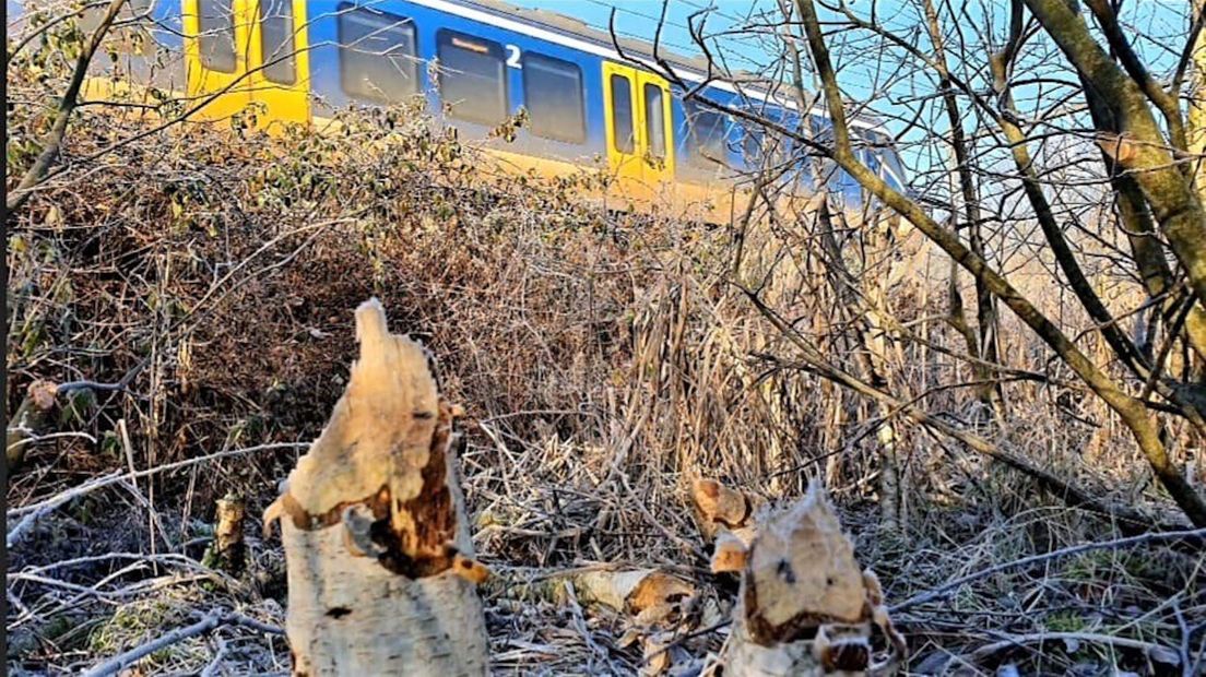 Knaagsporen van de bever naast het spoor.