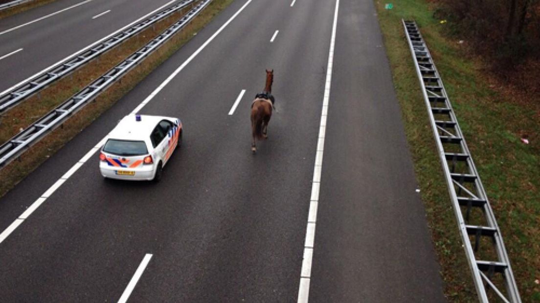 Paarden galopperen op snelweg bij Harderwijk