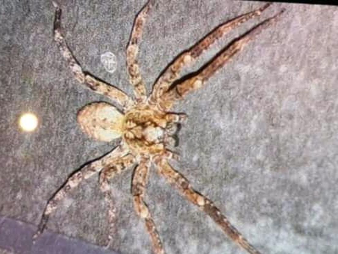 Een beet van de tarantula kan dodelijk zijn