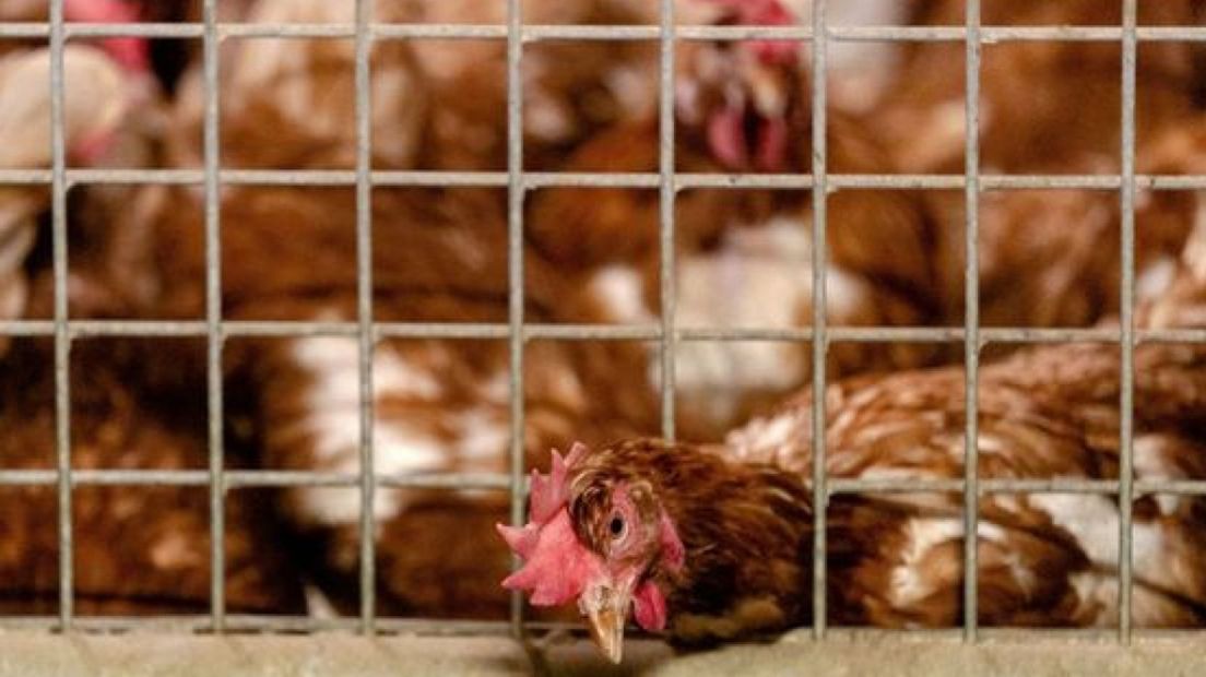 Vogelgriep houdt de pluimveesector al een jaar in z'n greep.