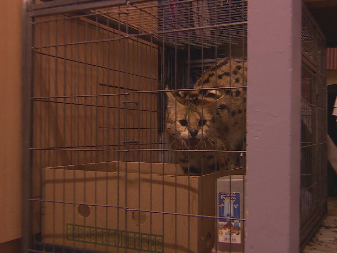 Dit is zoals niemand het wil zien: een serval in een ijzeren 'bench'.