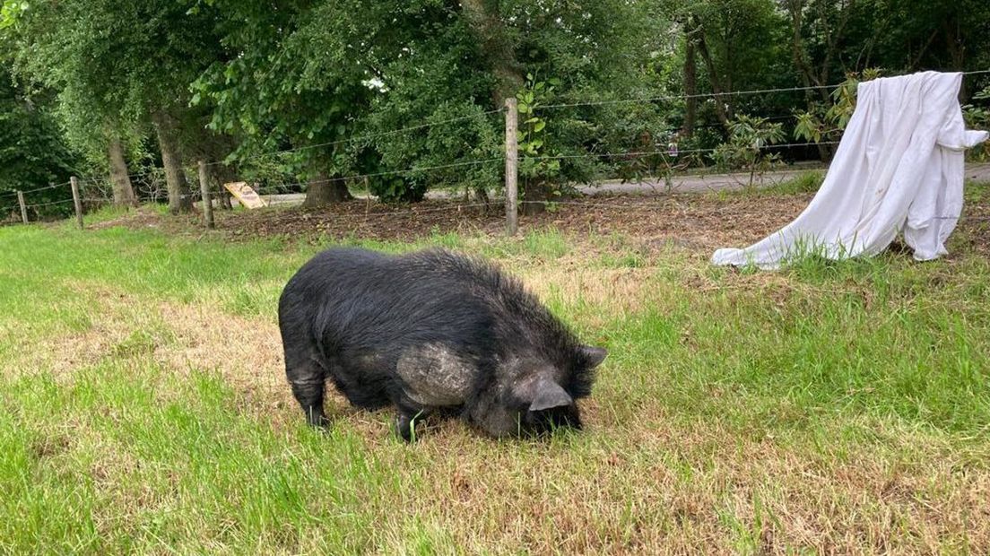 Het varken is waarschijnlijk ergens ontsnapt of door iemand gedumpt.