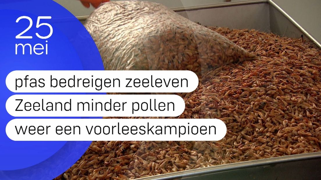Zeeland Nu