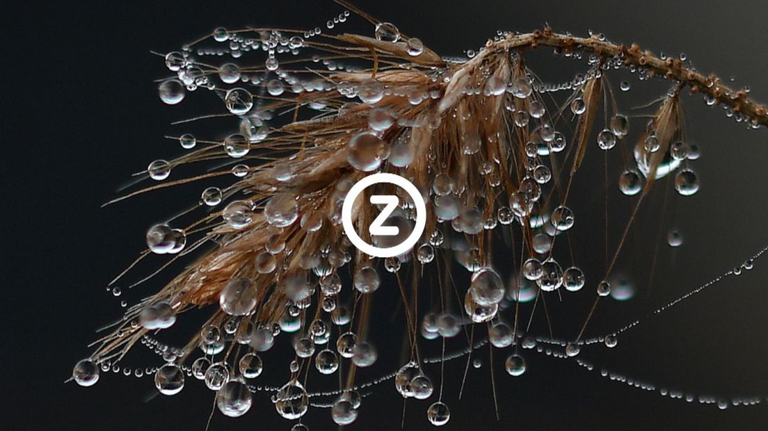 Verzeeuwigd
