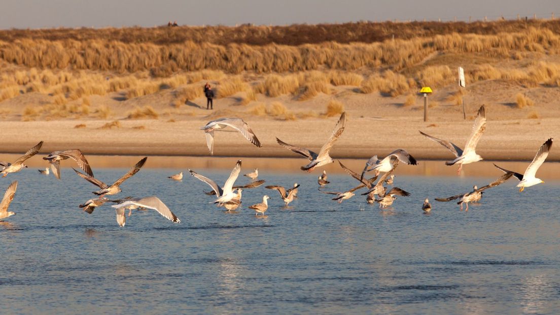 De nieuwe duinen van de Zandmotor