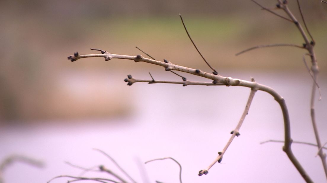 De es is herkenbaar aan de zwarte knop aan het uiteinde van de zijn takken
