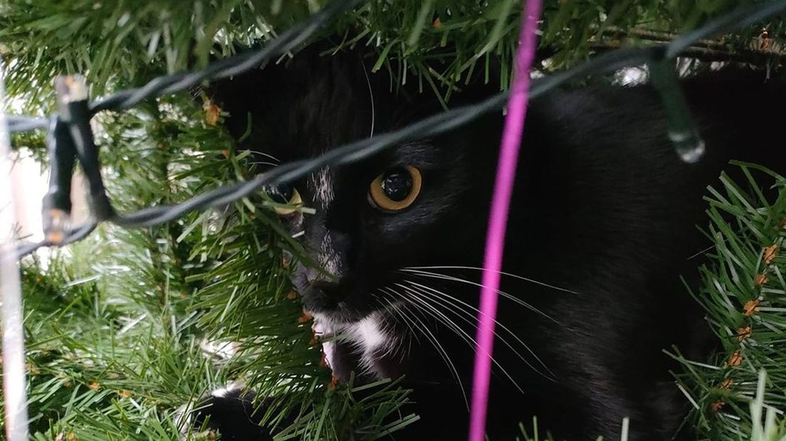 Ook de kat van Karin weet de boom graag te vinden.