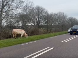 Loslopende stier neemt het ervan en legt verkeer op N375 tijdelijk stil
