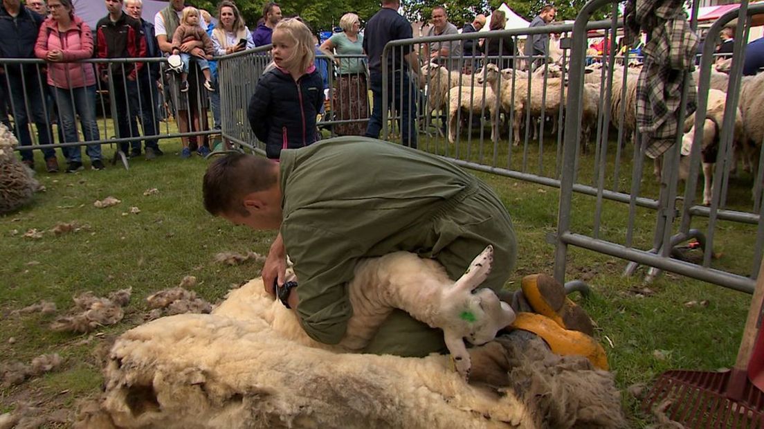 Een schaap dat wordt geschoren.