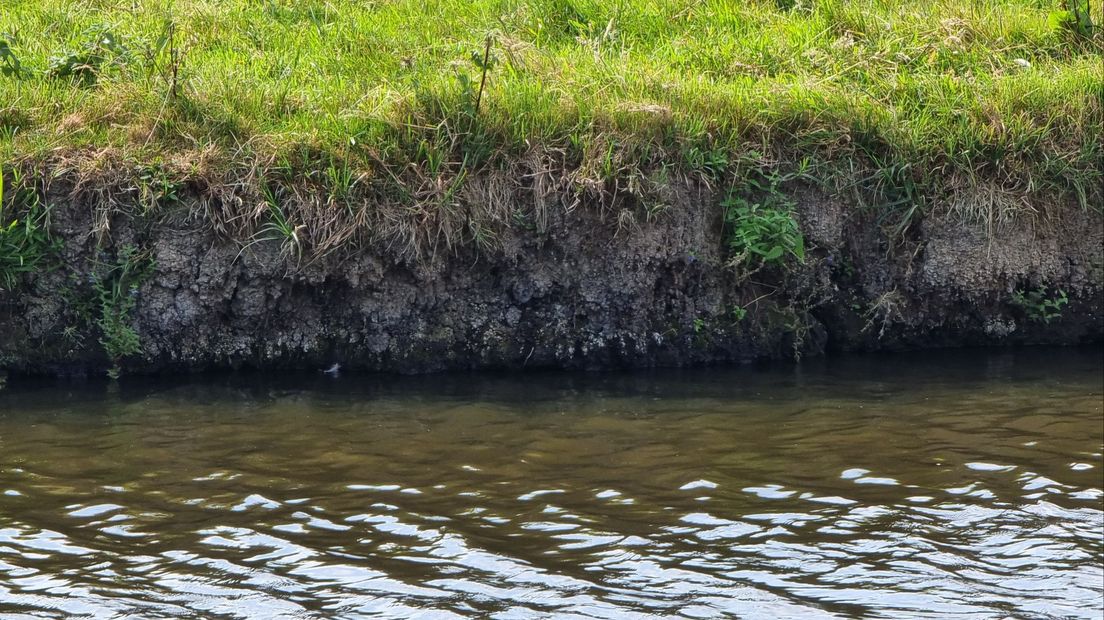 De steile oevers in Polderpark Cronesteyn zijn een ideale plek voor rivierkreeften