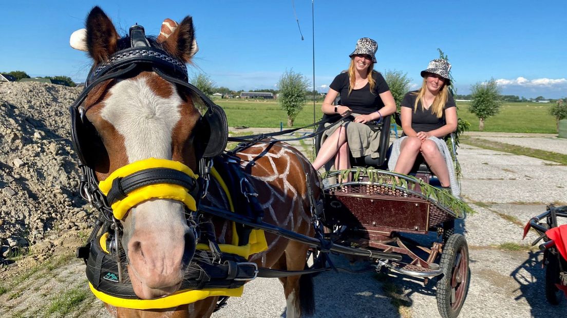 Dit 'zebrapaard' was ook van de partij