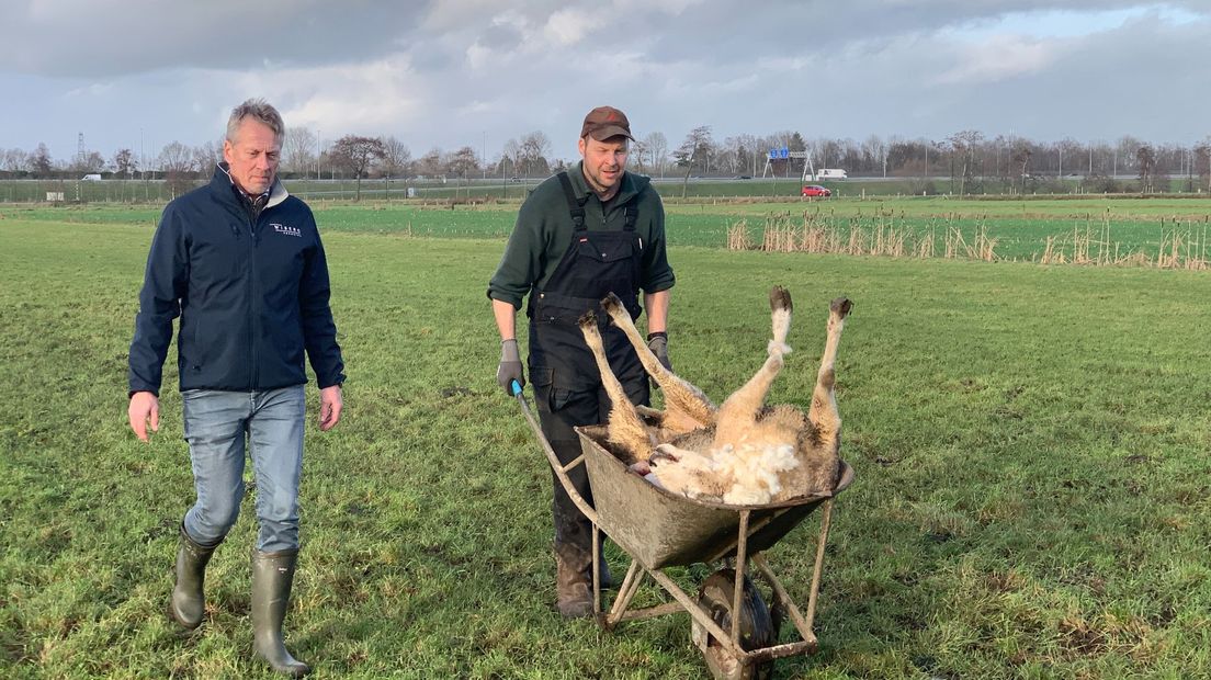 Taxateur Van Werven en schoonzoon van schapenboer De Bruin voeren de dode schapen af