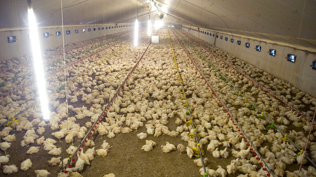 Een stal met vleeskuikens in De Mortel. Hier lopen 183.000 kuikens rond (Rechten: ANP/Marcel van Hoorn)