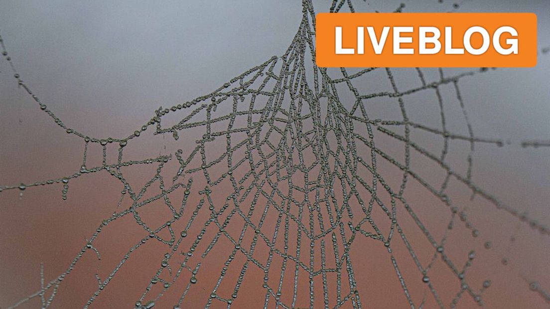 Een spinnenweb met rijp erop zaterdagmorgen in Buurmalsen