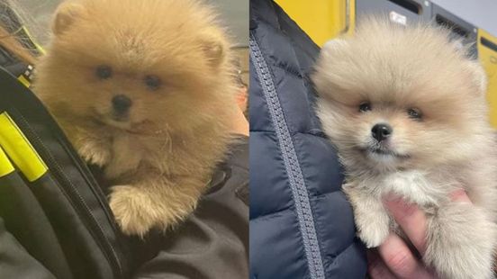Politie in Utrecht neemt twee te koop aangeboden pups in beslag