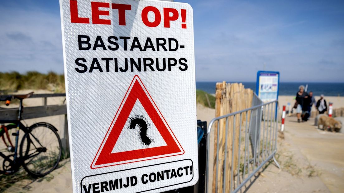 Strandgangers worden weer gewaarschuwd voor de bastaardsatijnrups