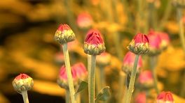 Voorspelde faillissementsgolf onder bloemenkwekers blijft uit