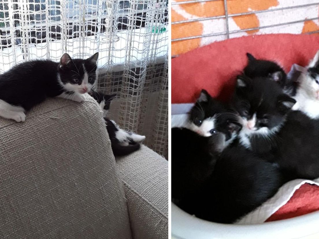 Oscar met zijn nieuwe familie - Foto's: Kittengastgezin Gouda