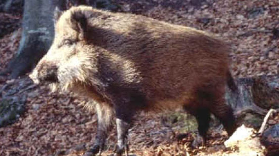 Veel minder zwijnen op de Veluwe