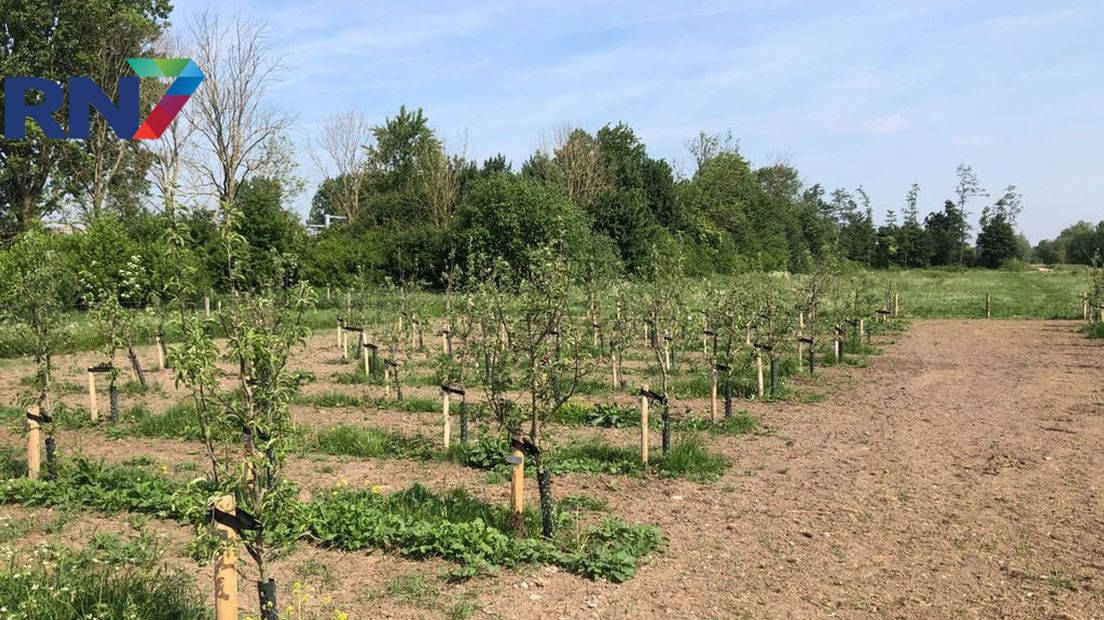De appelboomgaard