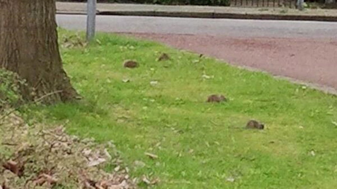 Ratten in Zwolle