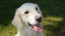 Reddingshonden vinden slachtoffers onder puin, kan jouw hond dat ook?