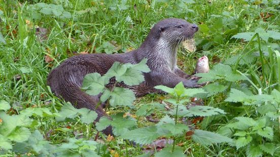 De otter rukt op naar de stad