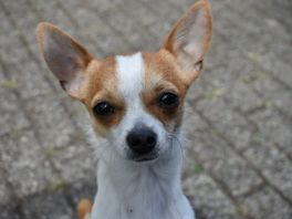 Chihuahua overlijdt tijdens redden baasjes bij woningbrand: 'Door haar zijn we er nog'
