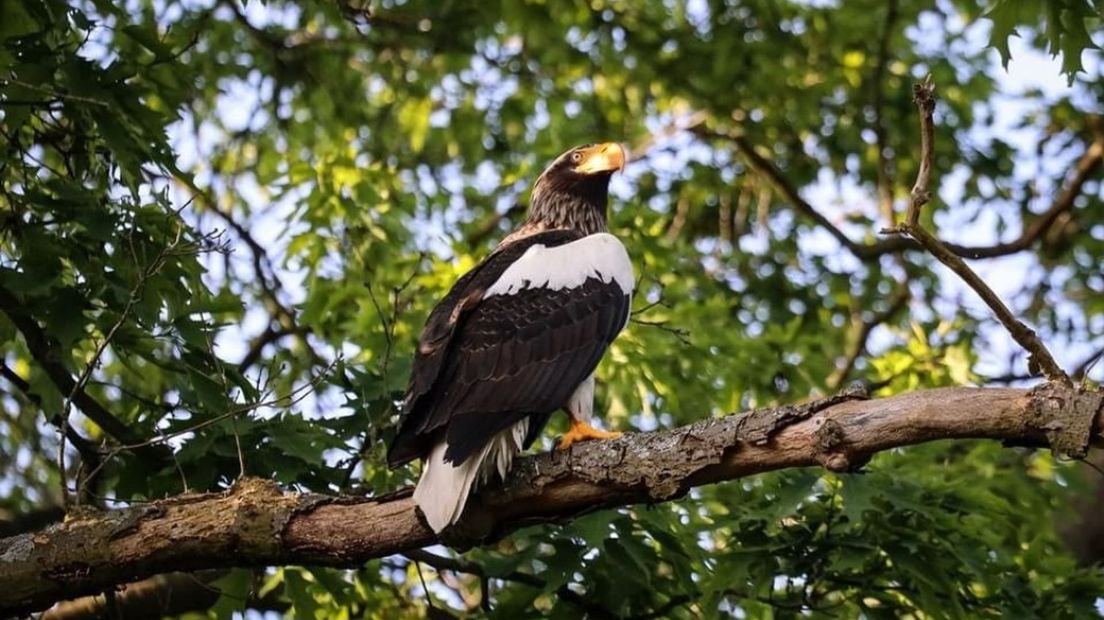 De roofvogel is inmiddels weer gevlogen.