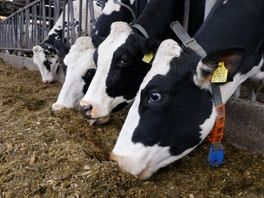 Natuur en boer kunnen wél samenwerken: ‘Als je om de tafel gaat, is er heel veel mogelijk’