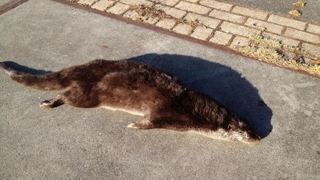 De dode otter die in Wanneperveen werd gevonden