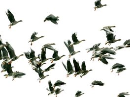 Dierenambulance waarschuwt voor oprukkende vogelgriep: 'Ganzen vallen dood uit de lucht'