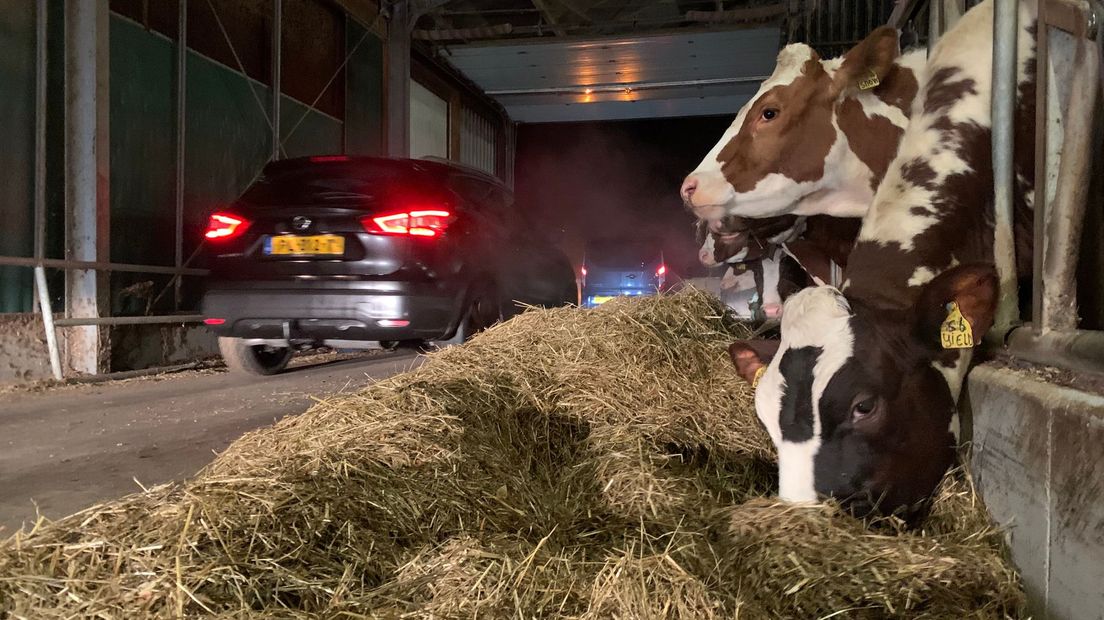 De lichtjestocht ging ook dwars door de koeienstal van boer Brandwacht.
