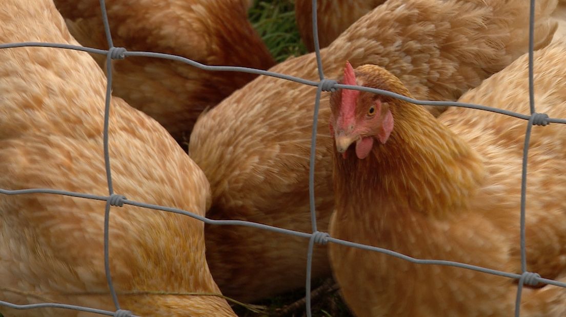 Kippenbedrijf Nisse krijgt 2500 euro donaties