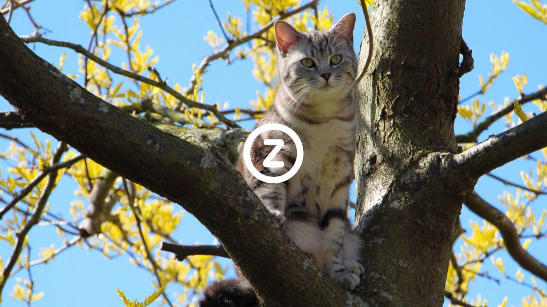 Verzeeuwigd