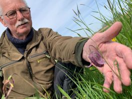 Ton fotografeert fanatiek de kievitsbloem: "Heb vergunning voor 30 jaar gekregen!"