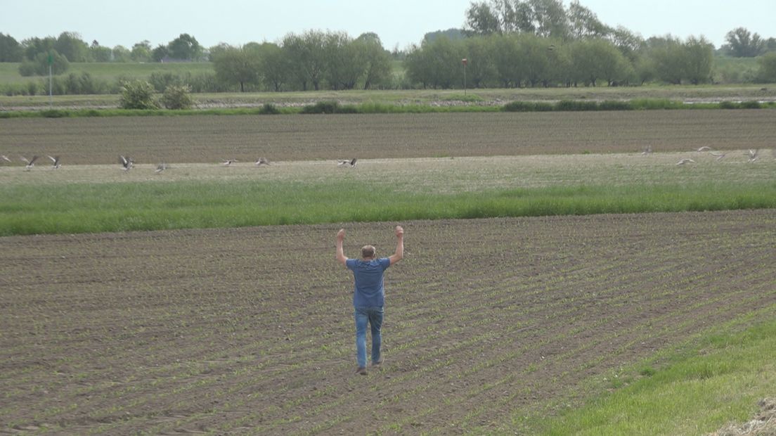 Veehouder Gert-Karel Bruggert verjaagt de ganzen van zijn perceel langs de IJssel bij Marle