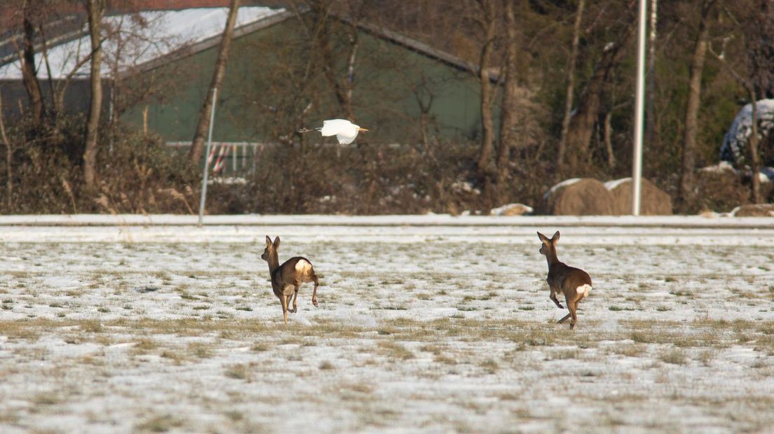 Reeën op een bijzondere plek in Baarn, en een witte reiger die onverwacht het beeld in vloog.
