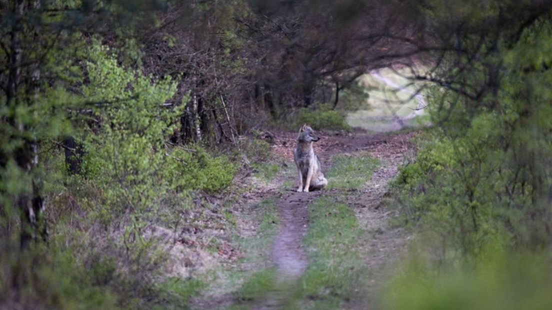 Wolf op de Veluwe