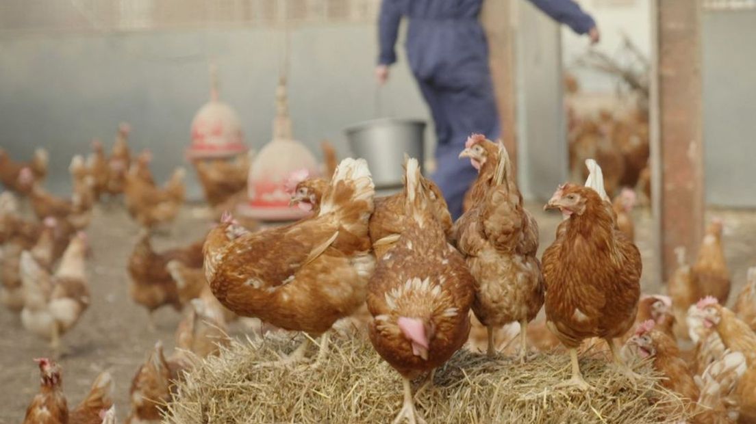 Het vaccin moet verspreiding en mutatie van vogelgriep voorkomen.