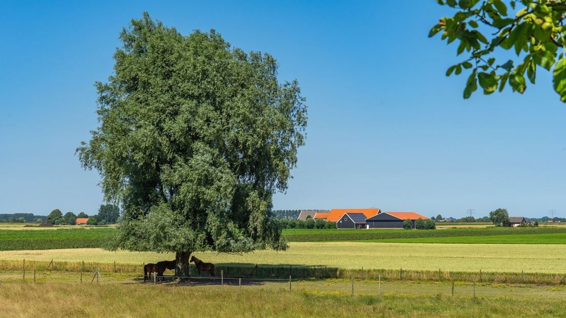 Paarden zoeken de schaduw op
