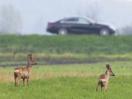 Zomertijd weer ingegaan, slecht nieuws voor de herten