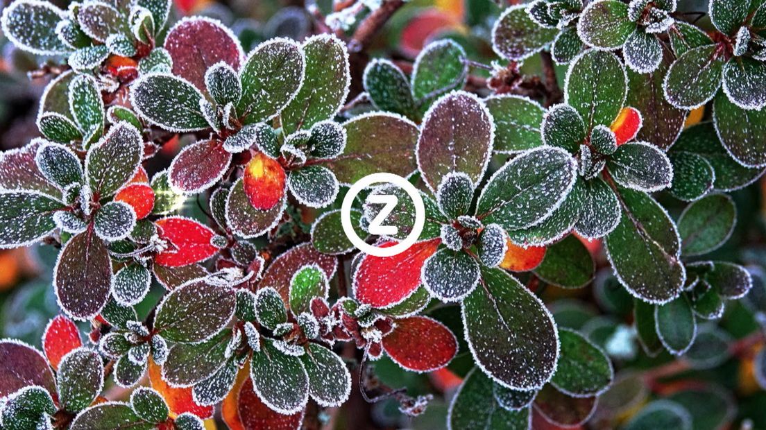 Verzeeuwigd