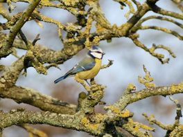 Iedere vogel telt in Chris Natuurlijk van 28 januari