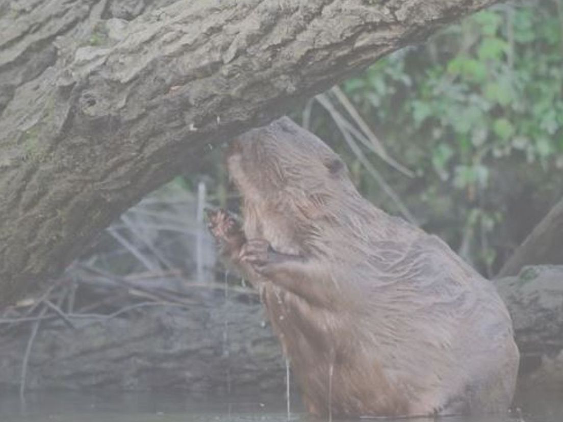 De bever in zijn natuurlijke leefomgeving