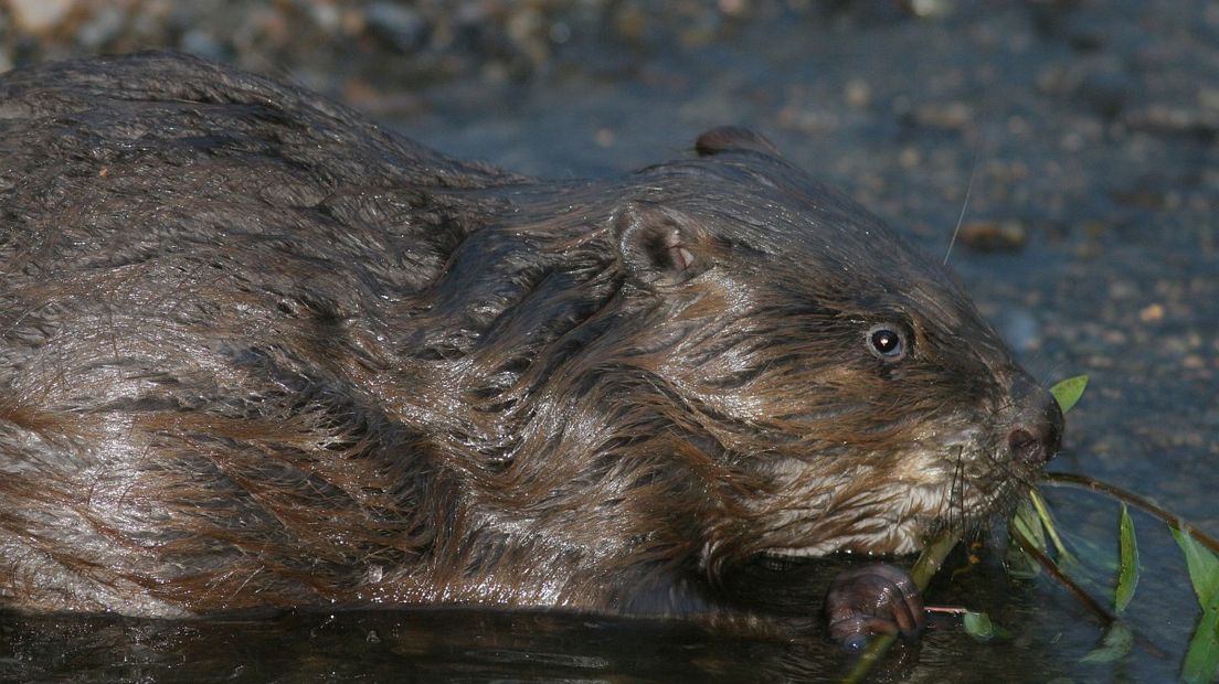 De bever leeft meestal in een kleine familie in de buurt van water (Rechten: Free Nature Images/Mark Zekhuis)