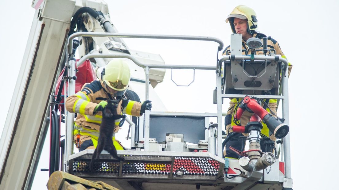 Praat mee: Wat overdreven om een kat te redden met een hoogwerker van de brandweer!