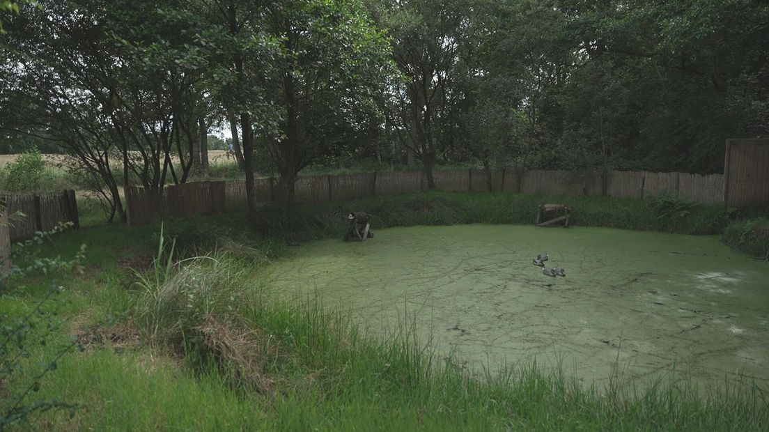 Eendenkooi langs de Drentsche Aa